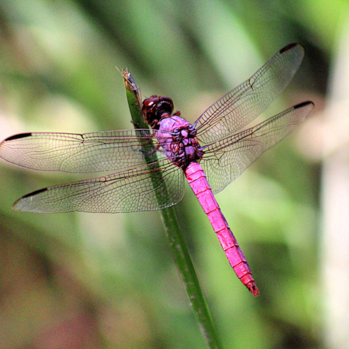 close up view of an intensely pink dragonfly sitting on a blade of grass