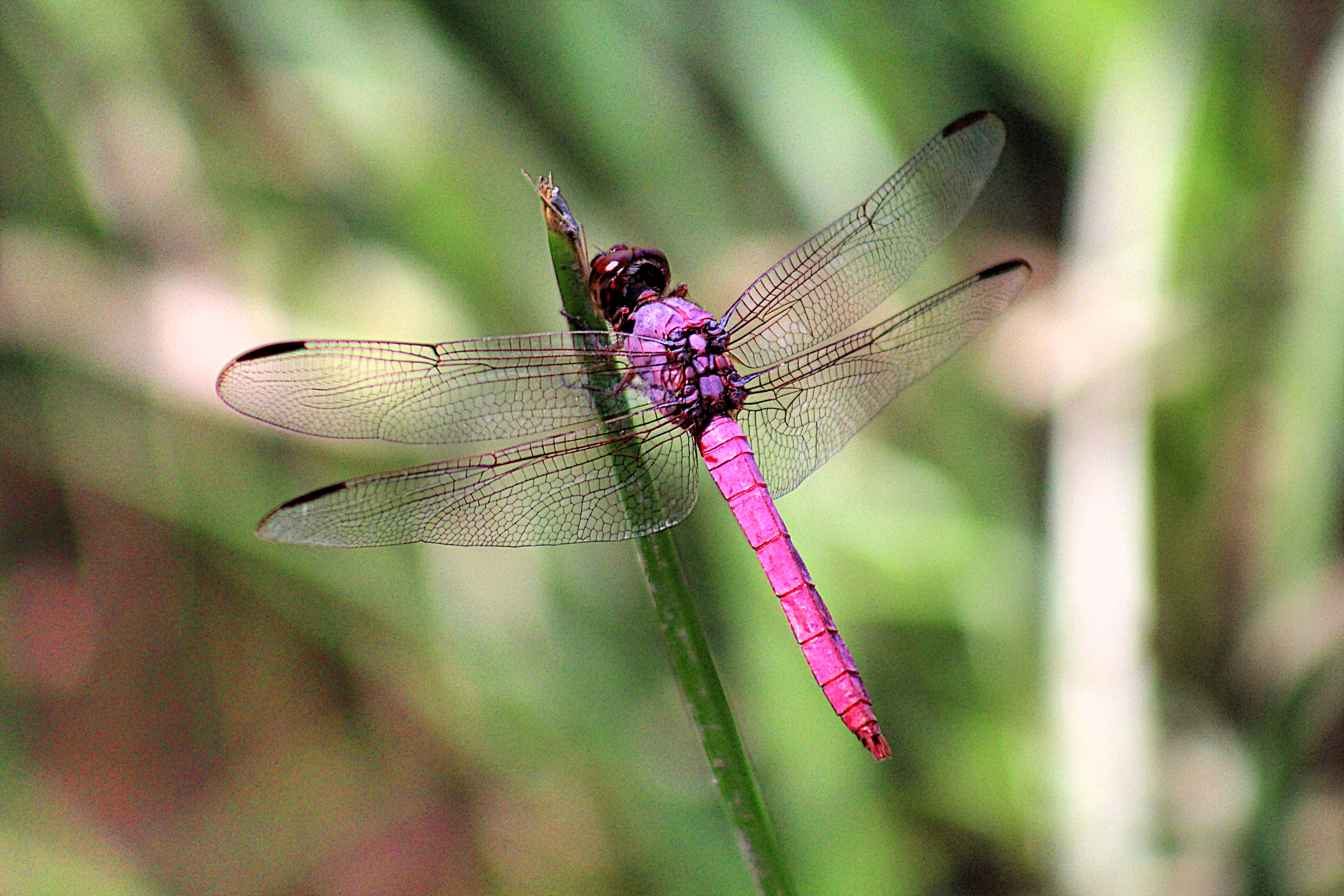 close up view of an intensely pink dragonfly sitting on a blade of grass