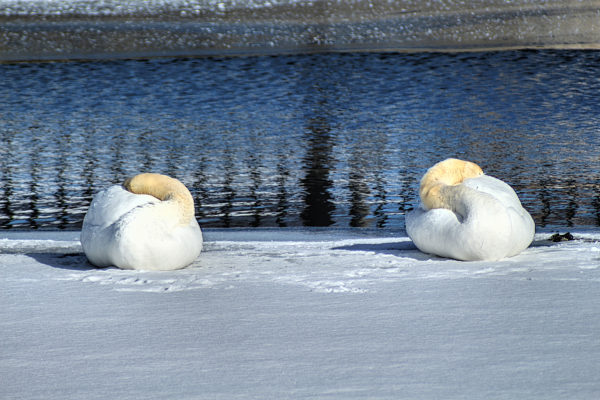 pair of swans sleeping in the snow next to a pond