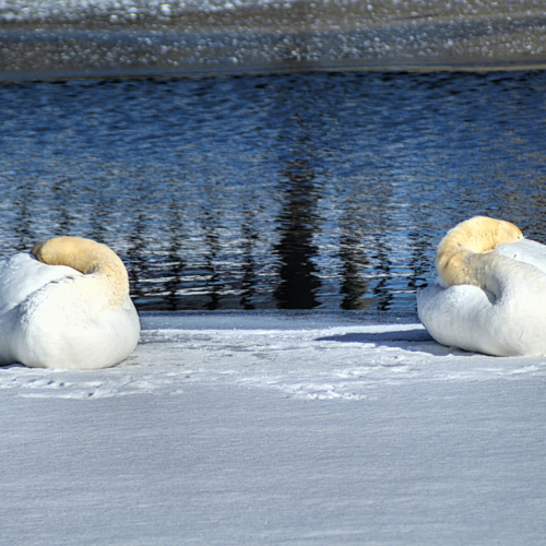 pair of swans sleeping in the snow next to a pond