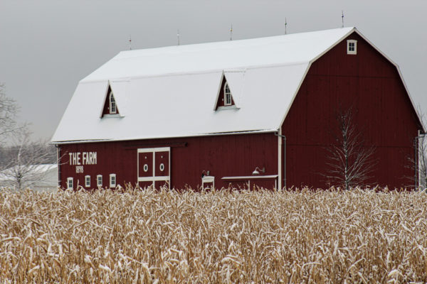 nostalgic red barn in a winter cornfield