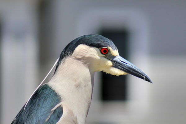 black crowned night heron bird close up