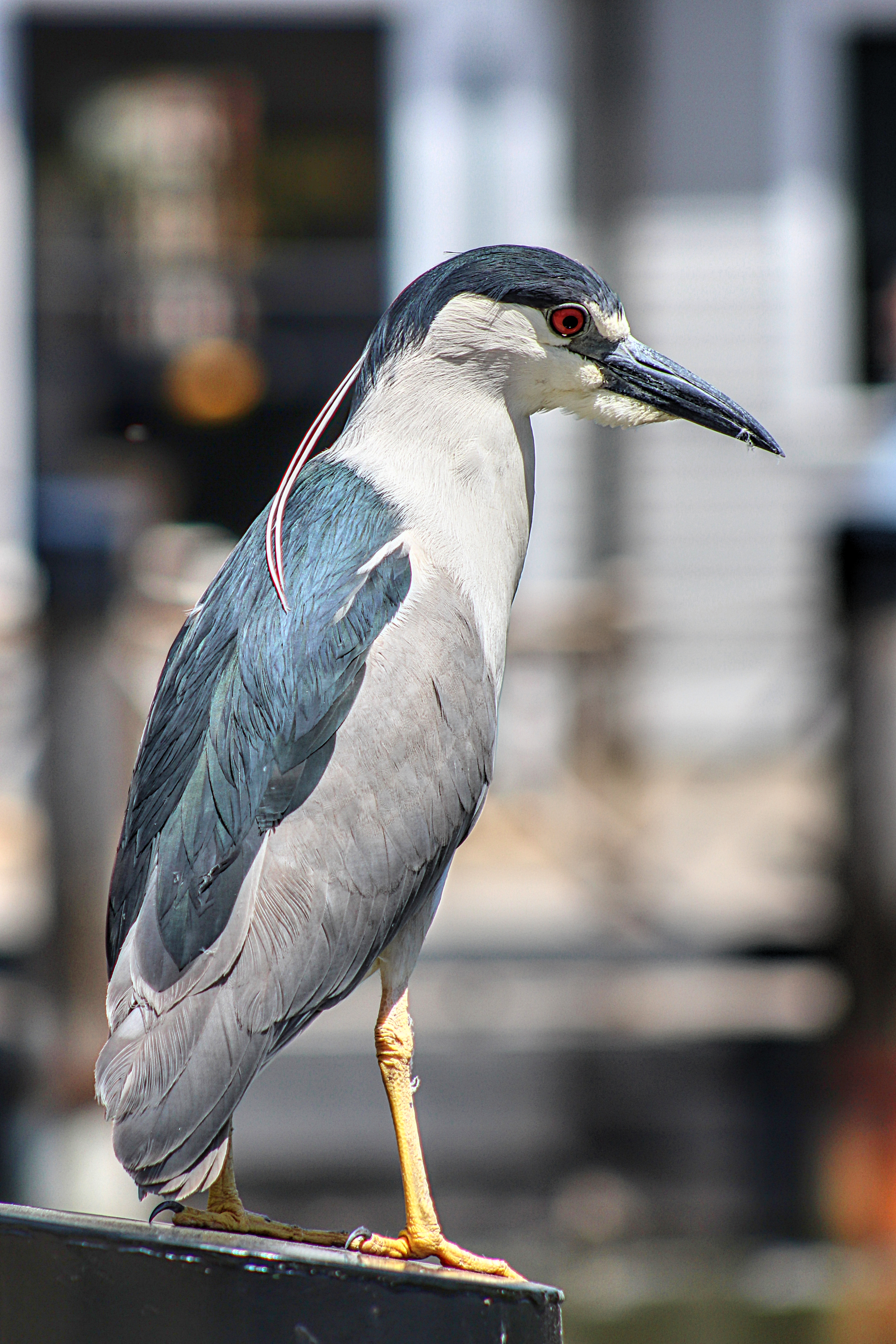 black crowned night heron bird sitting on a pier