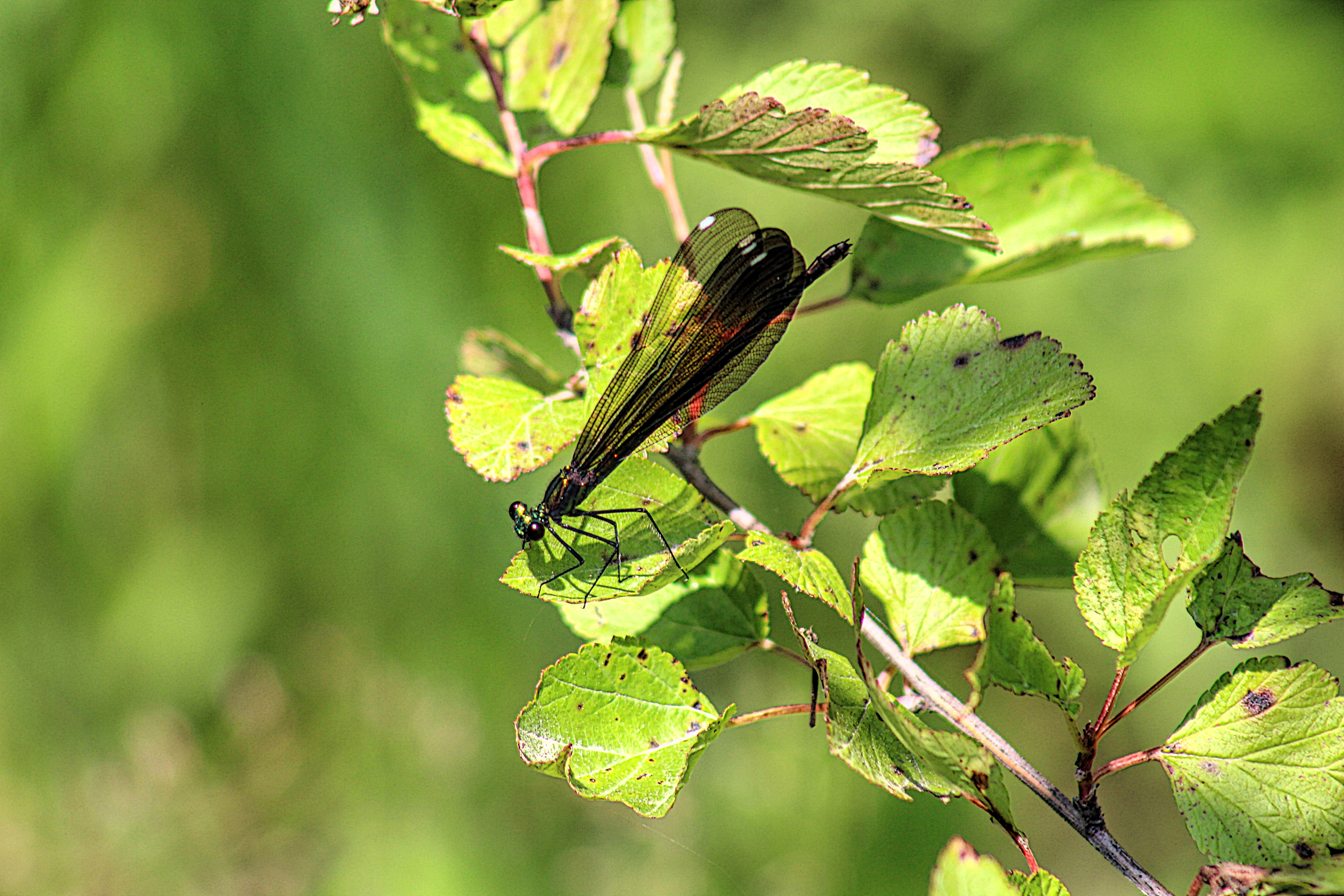 small jewelwing damselfly balancing on a green leaf