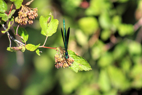 small jewelwing damselfly balancing on a green leaf