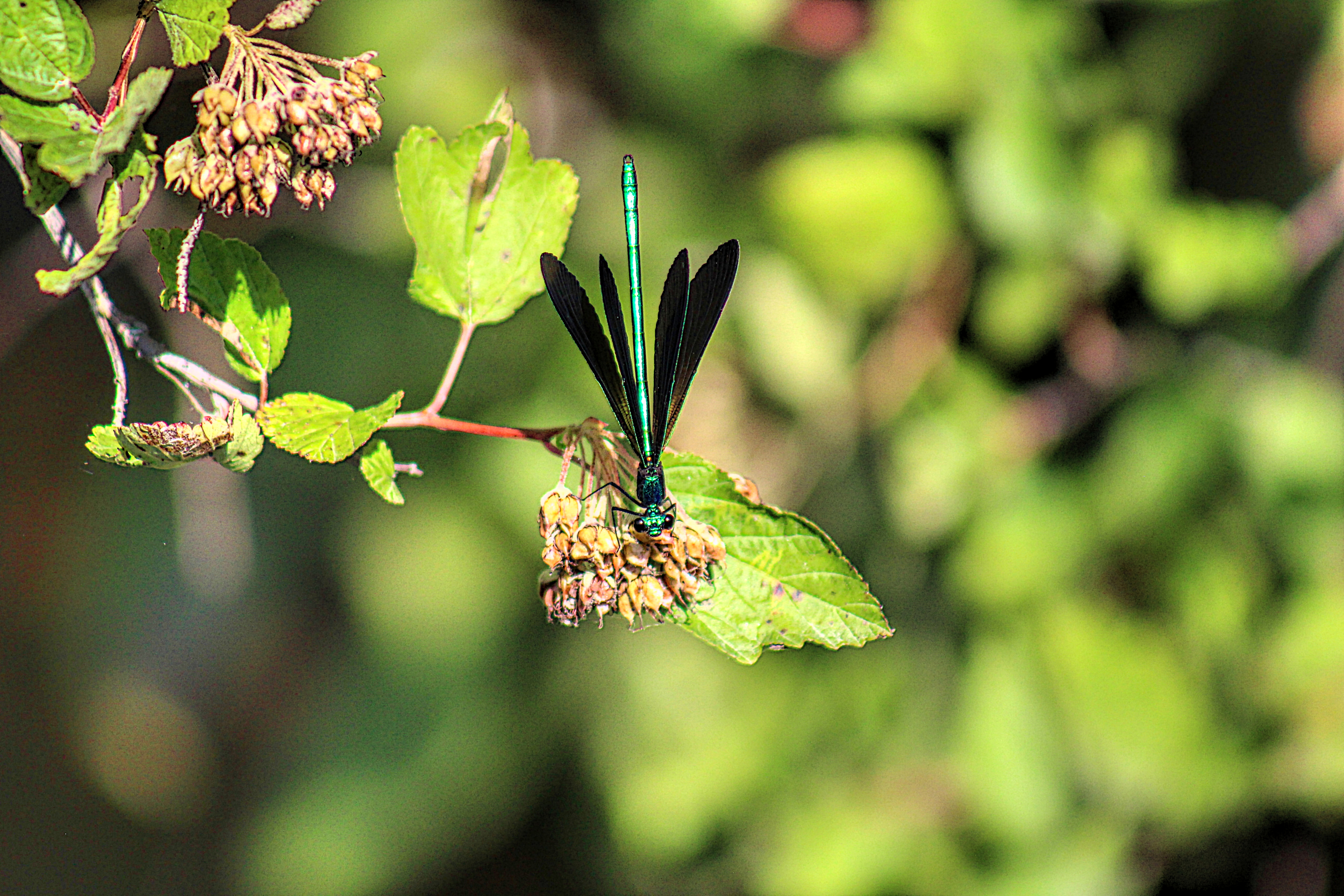 small jewelwing damselfly balancing on a green leaf