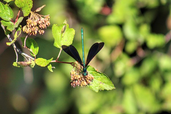 small jewelwing damselfly balancing on a green leaf