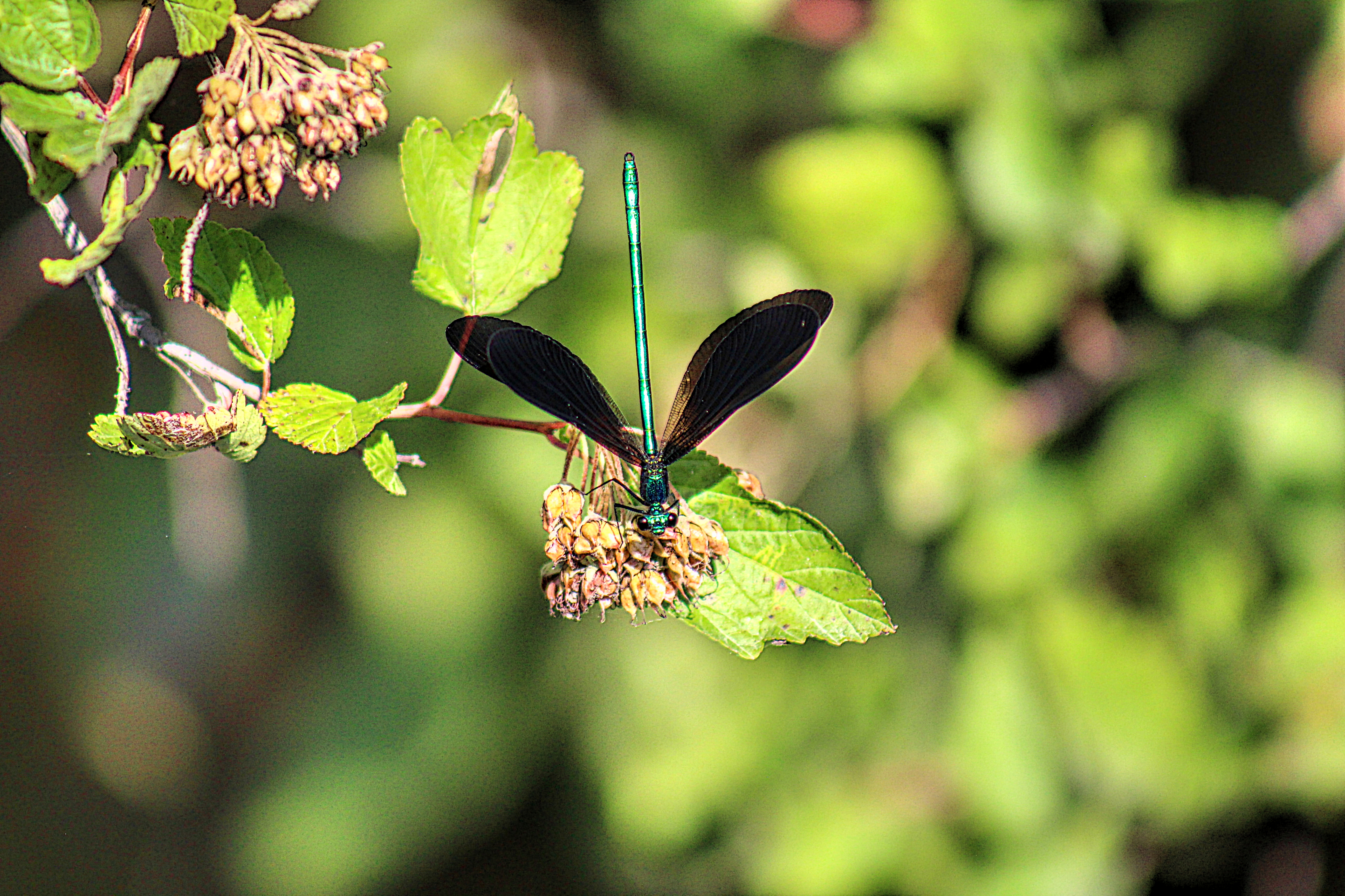 small jewelwing damselfly balancing on a green leaf