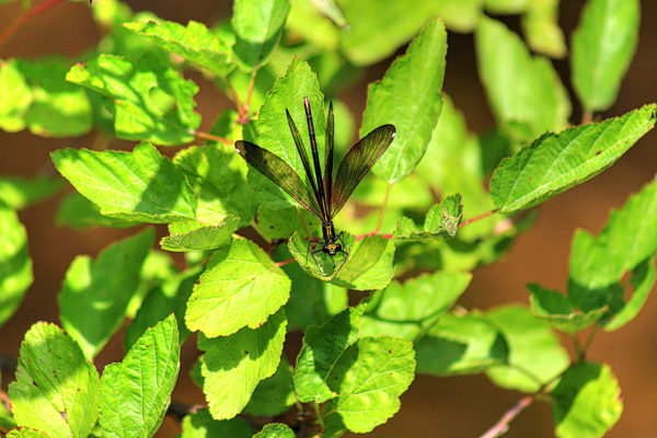 small jewelwing damselfly balancing on a green leaf