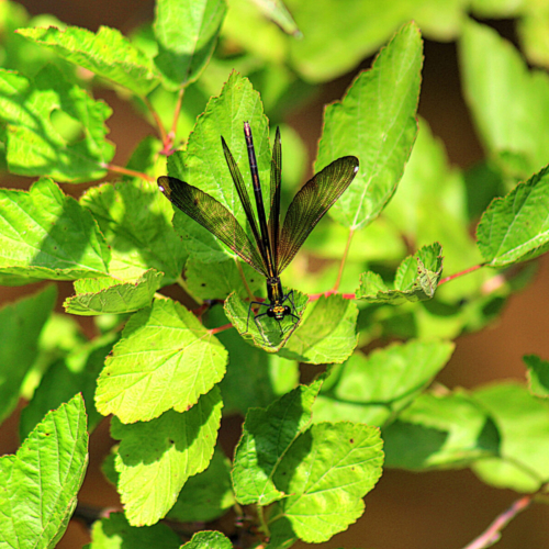 small jewelwing damselfly balancing on a green leaf