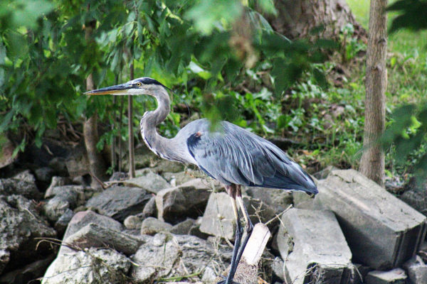 great blue heron sits on the rocky bank of a mill poind