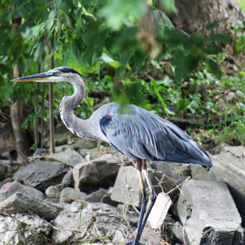 great blue heron sits on the rocky bank of a mill poind