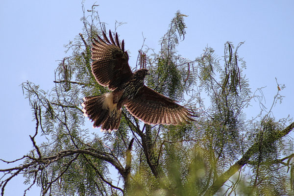 red tailed hawk takes flight out of a mesquite tree