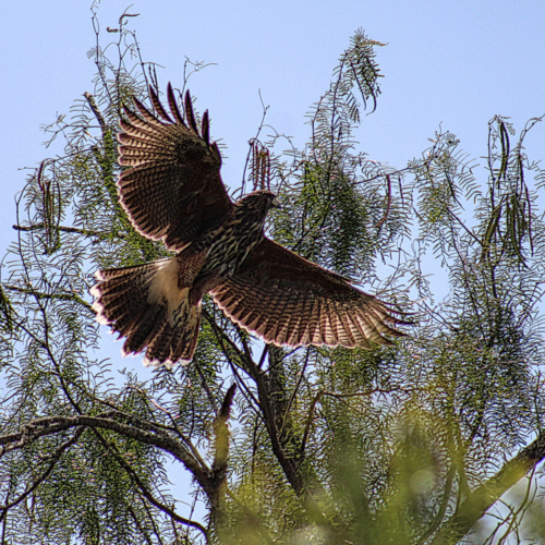 red tailed hawk takes flight out of a mesquite tree