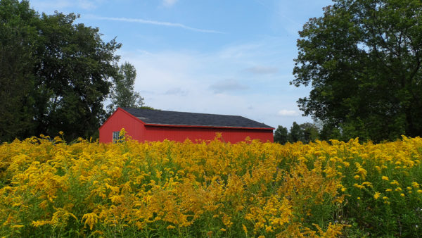 red barn nestled in trees and a field of yellow wild flowers