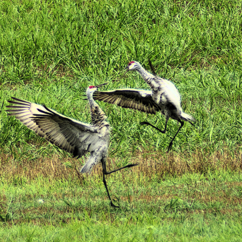 two sandhill cranes fighting in a field