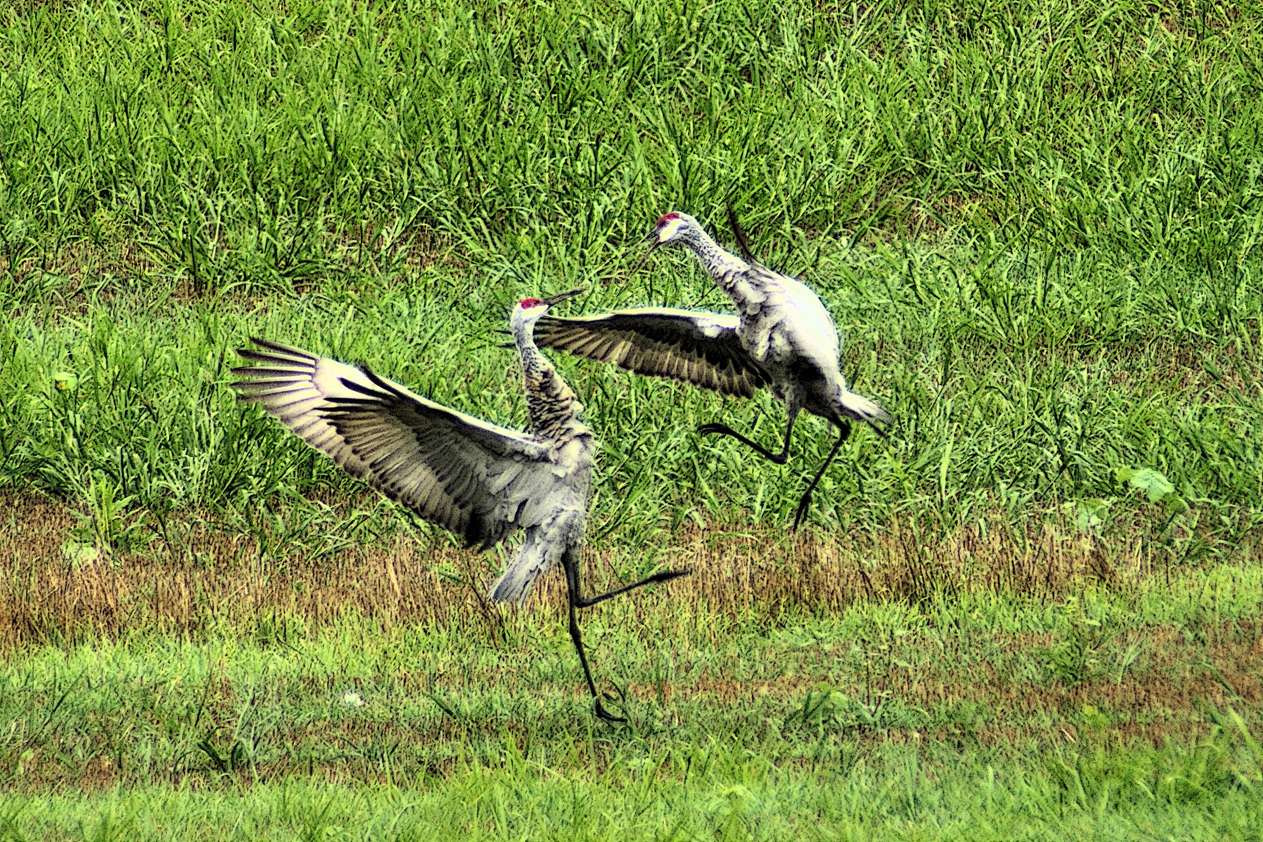 two sandhill cranes fighting in a field