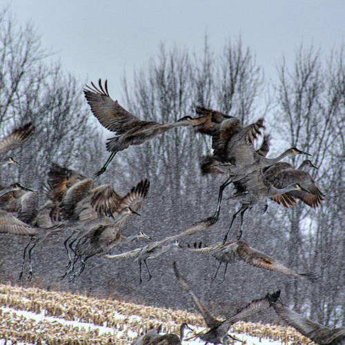 A flock of sandhill cranes takes flight out of an old cornfield on a snowy day