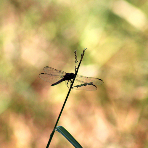 silhouette of a slaty skimmer dragonfly