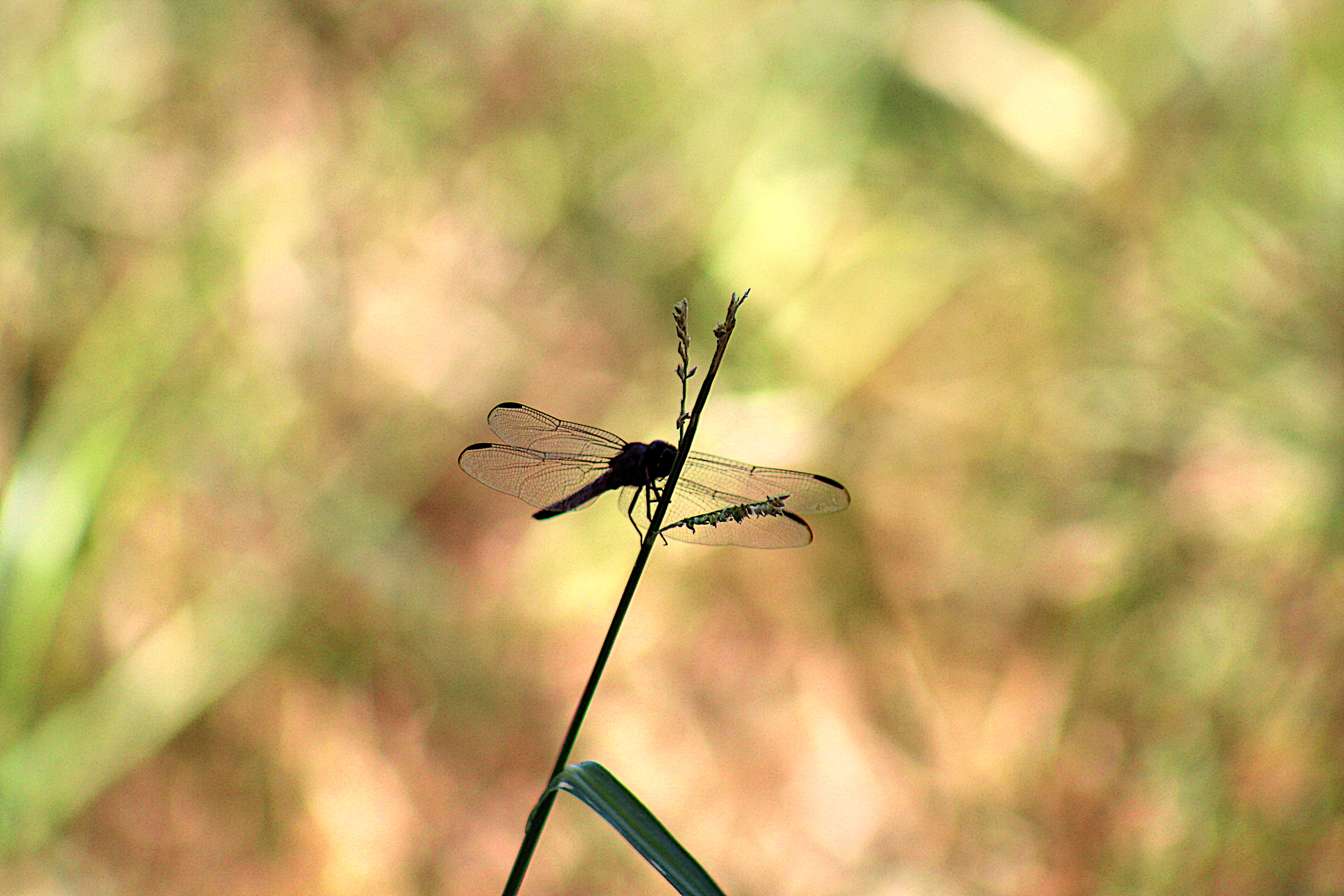 silhouette of a slaty skimmer dragonfly