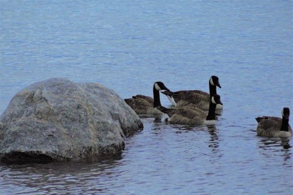 ducks swimming around a rock in lake huron