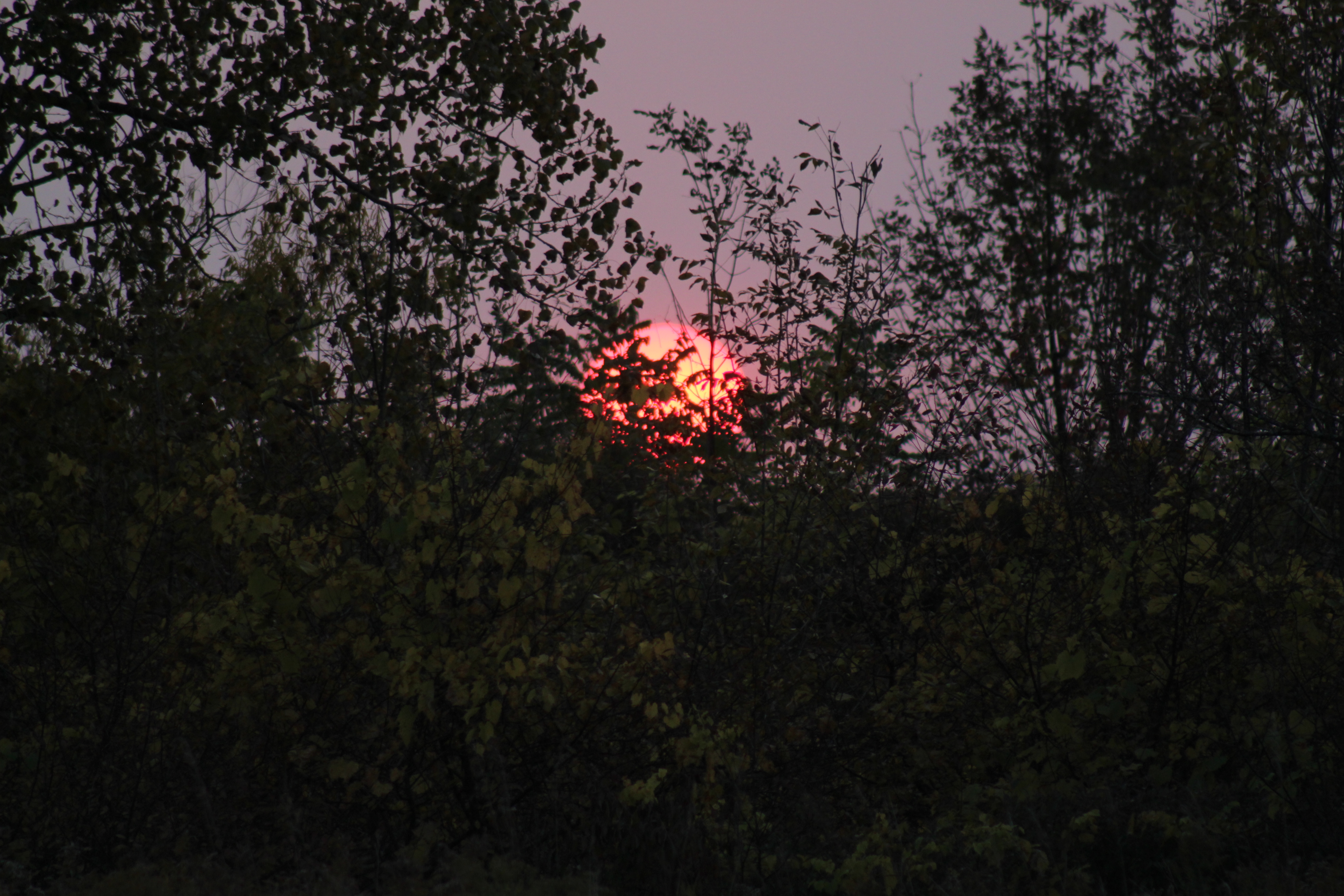 vibrant sun sets behind a field of small trees