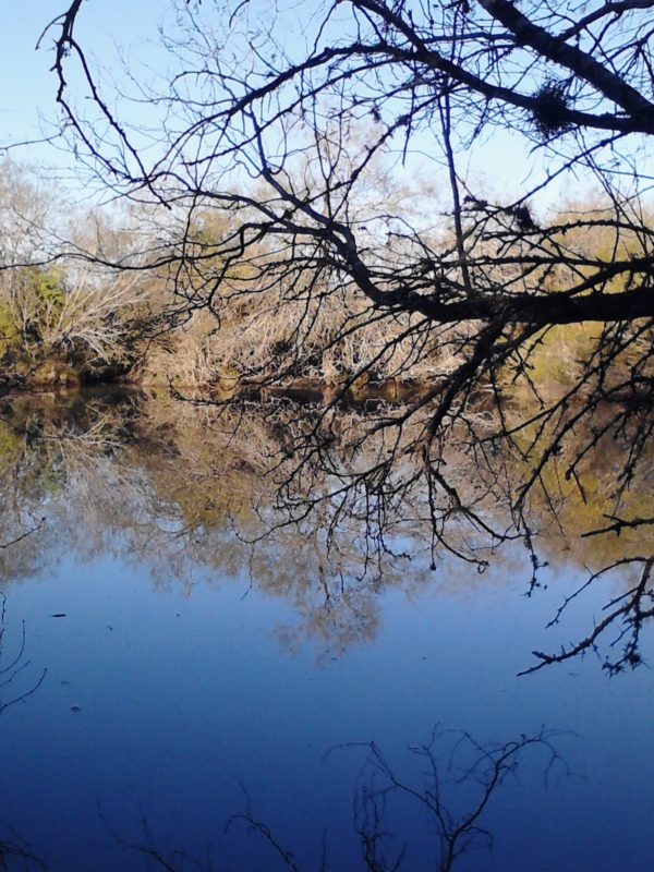 reflection of trees on a blue pond