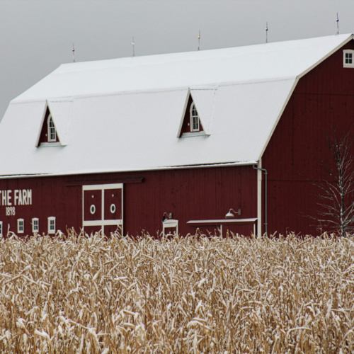 old red barn sits in a snow covered winter cornfield