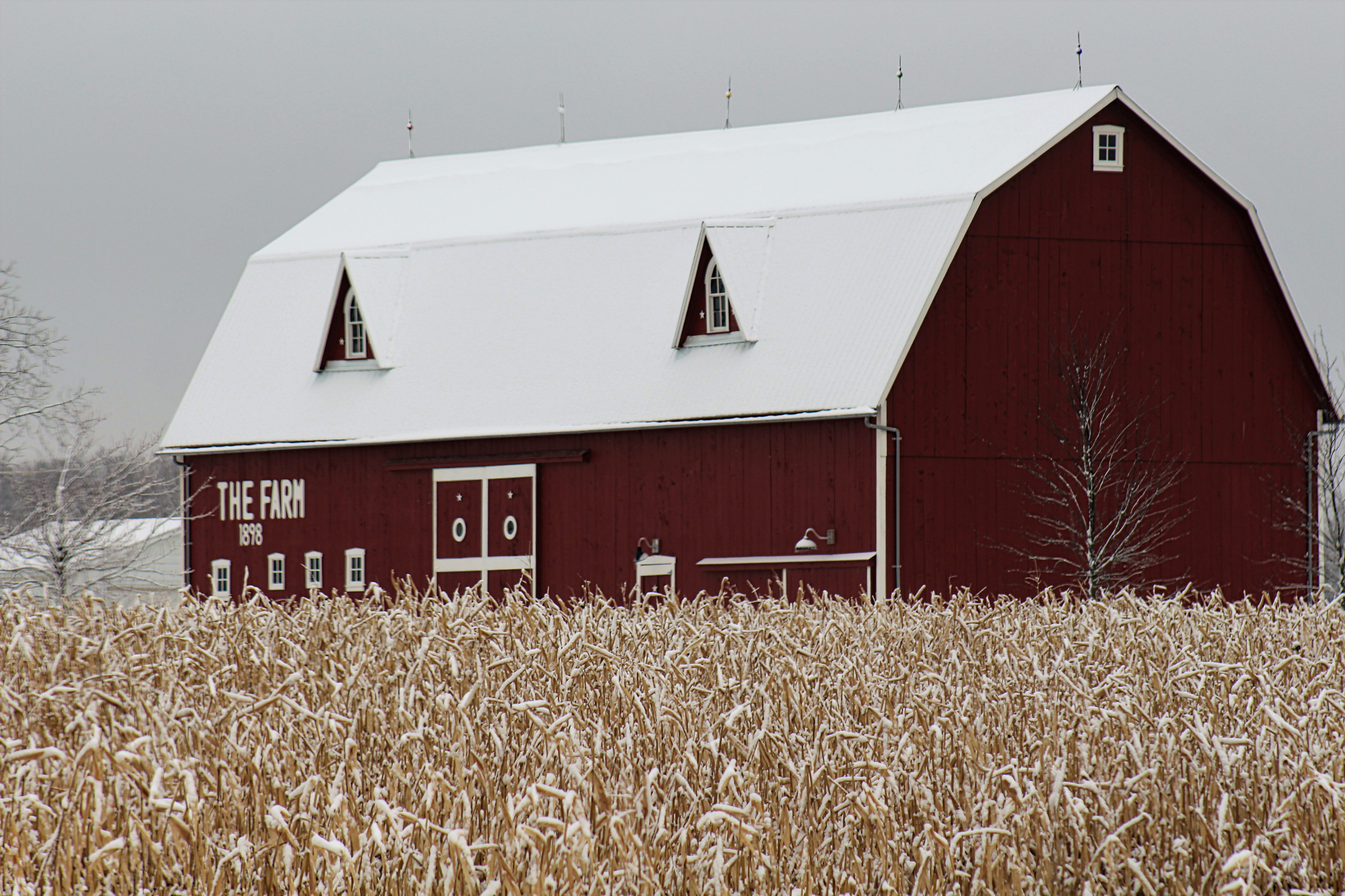 old red barn sits in a snow covered winter cornfield