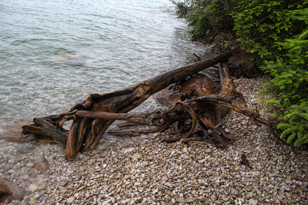 unique pieces of driftwood washed ashore on the rocky beach