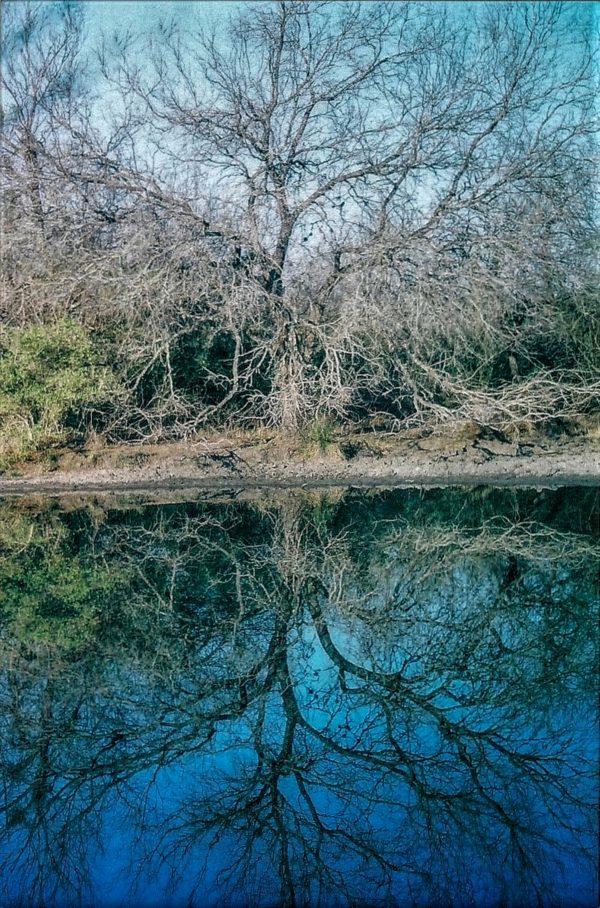 reflections of a tree in a dark blue pond