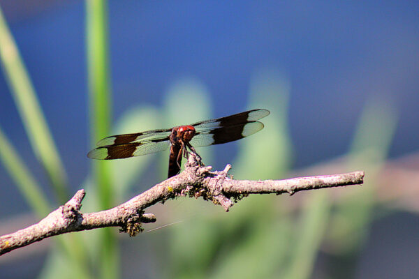 dragonfly with markings on it's wings sits on branch