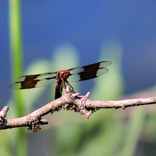 dragonfly with markings on it's wings sits on branch