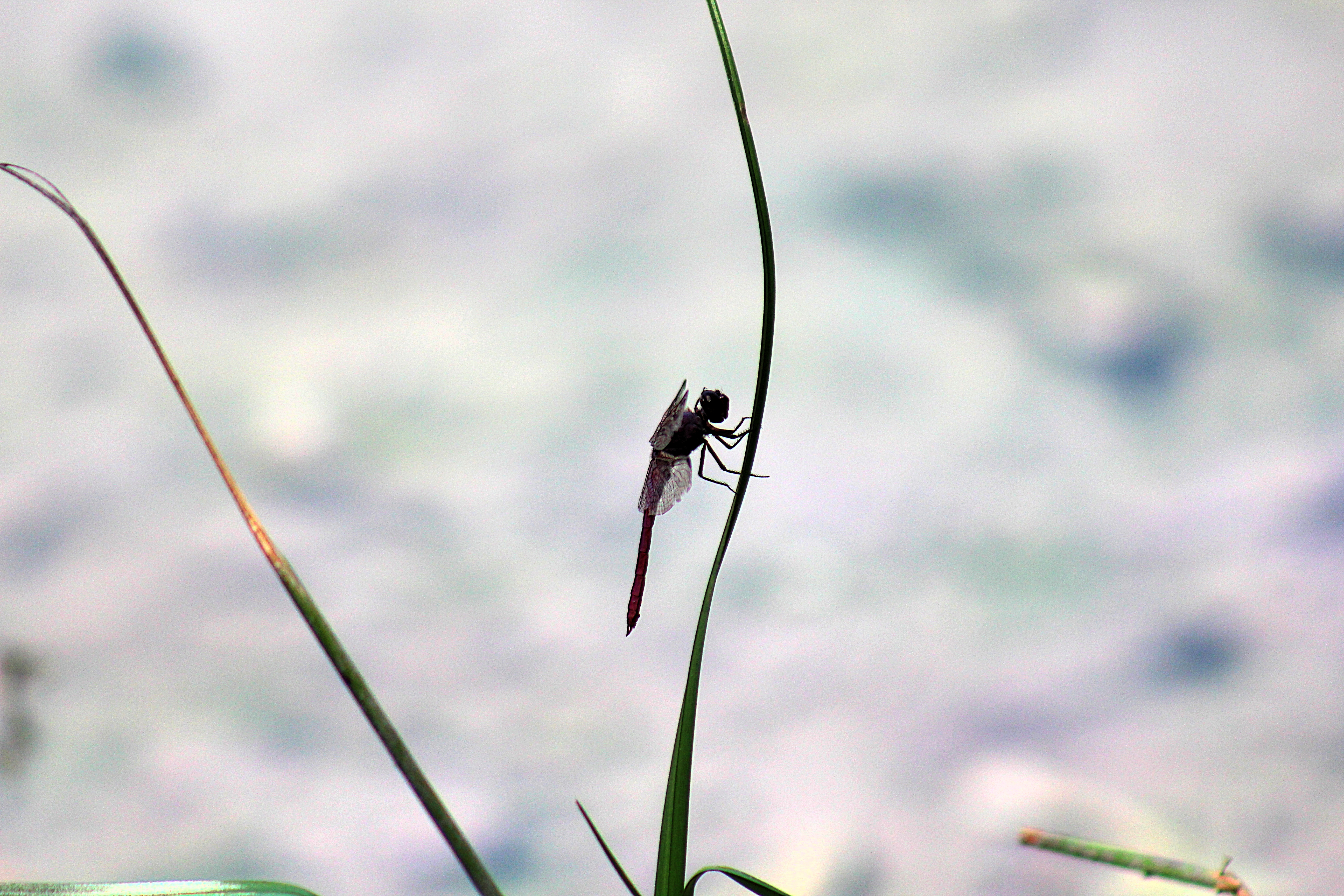 side silhouette of a dragonfly looks like fairy wings