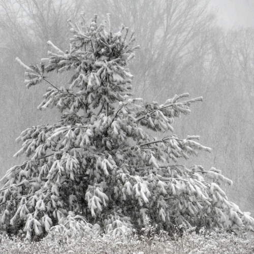 small pine tree weighed down by heavy snow fall