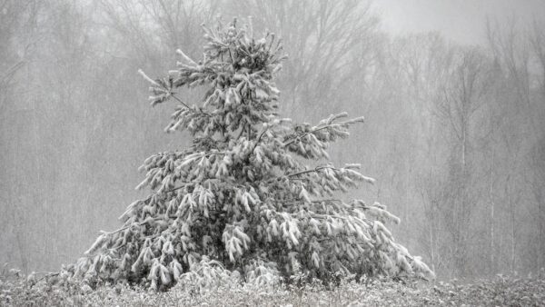 small pine tree weighed down by heavy snow fall