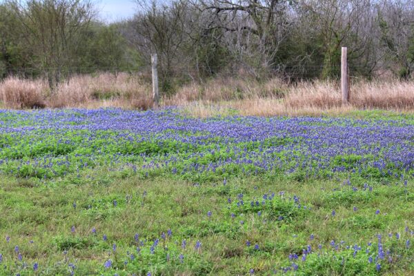 blue bonnets in a cemetery field along the fence