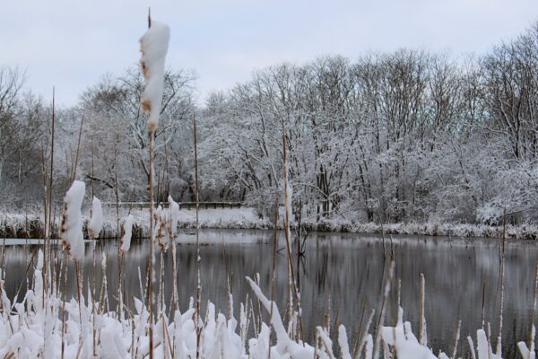 ponds in the country with snowy plants around it