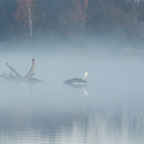 white egret sits on drift wood in morning fog on arkansas river