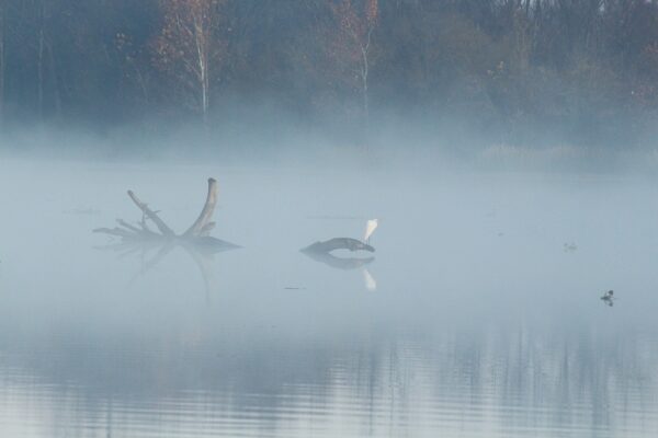 white egret sits on drift wood in morning fog on arkansas river