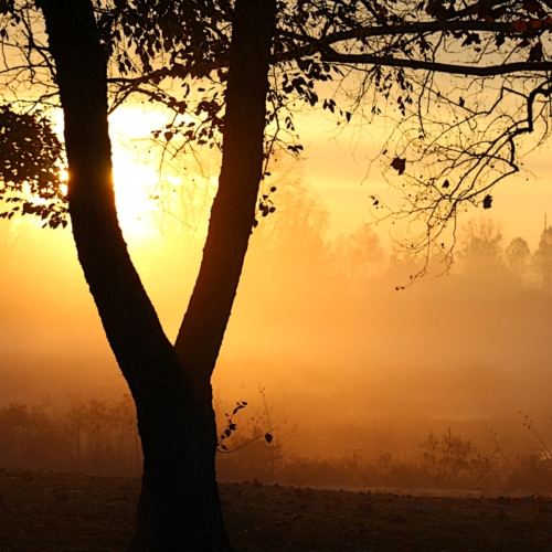 golden sunlight shines through a tree in fog on river marsh