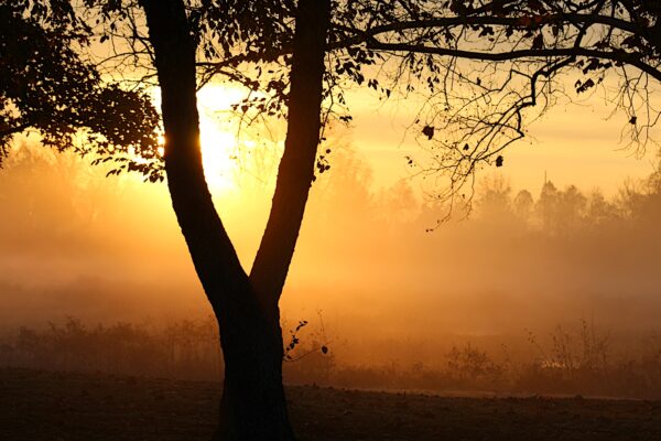 golden sunlight shines through a tree in fog on river marsh