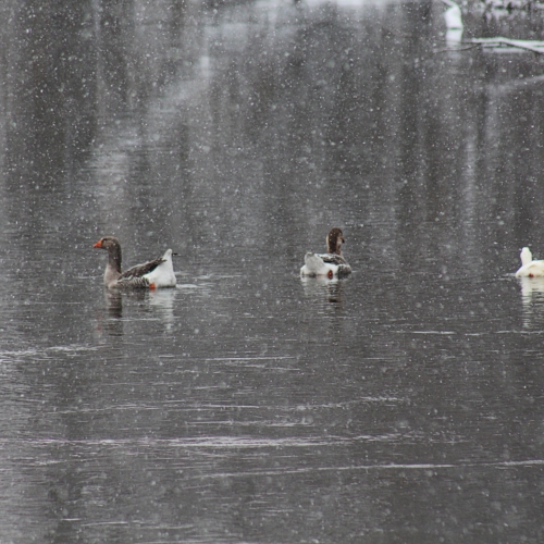 geese swim on a river during a snow fall