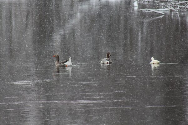 geese swim on a river during a snow fall