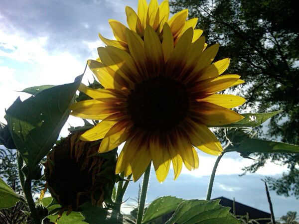 large yellow sunflowers with blue skies