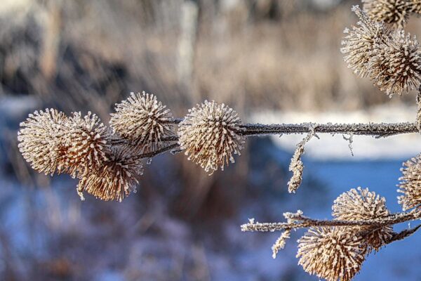 tiny ice chunks on a burr plant