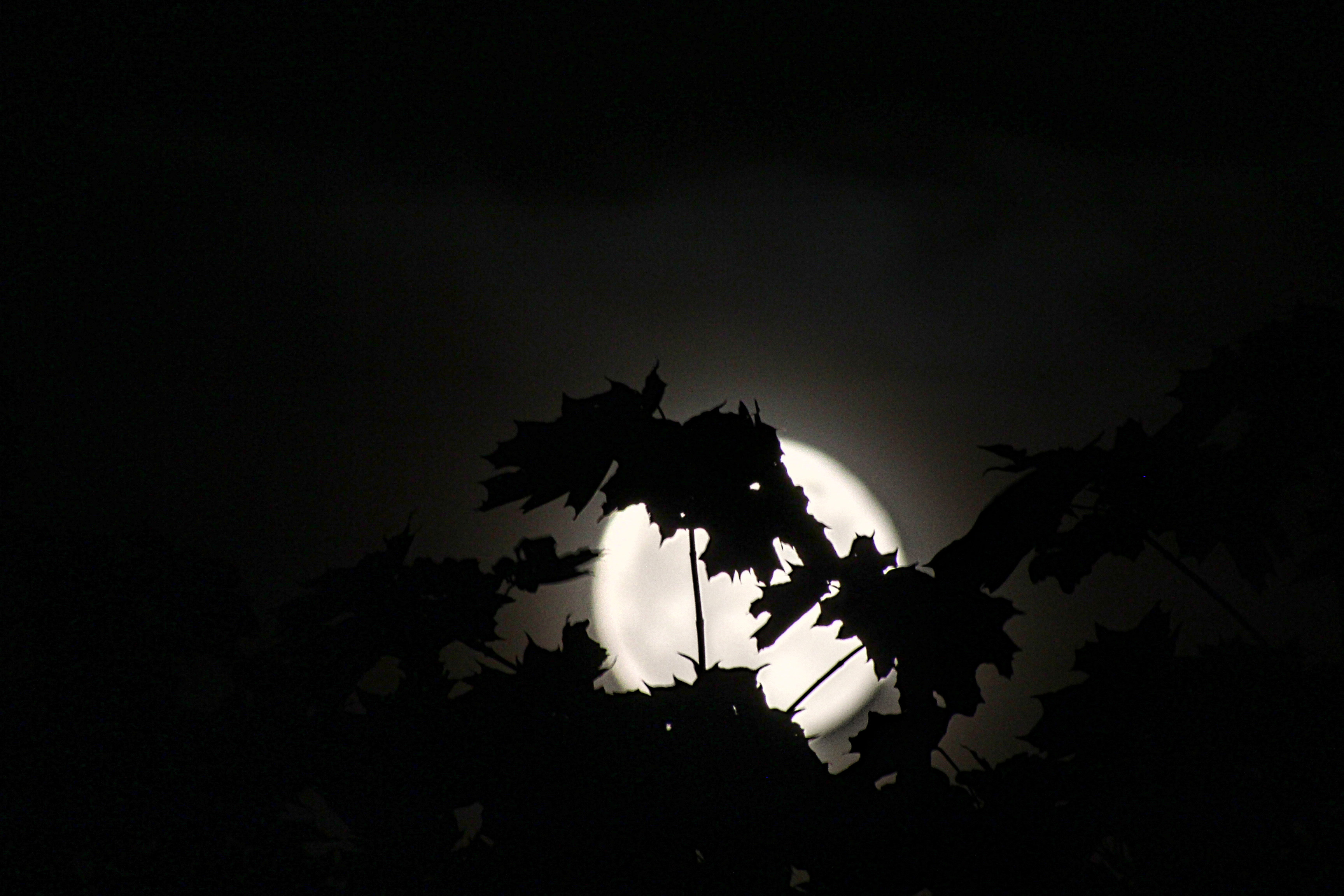 white glowing moon shines behind tree leaves