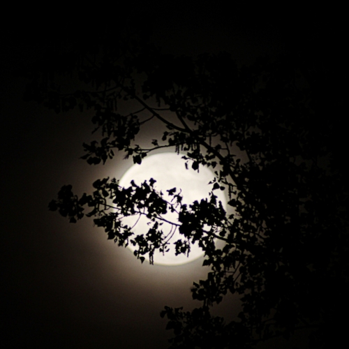 moon shining brightly silhouetting tree leaves