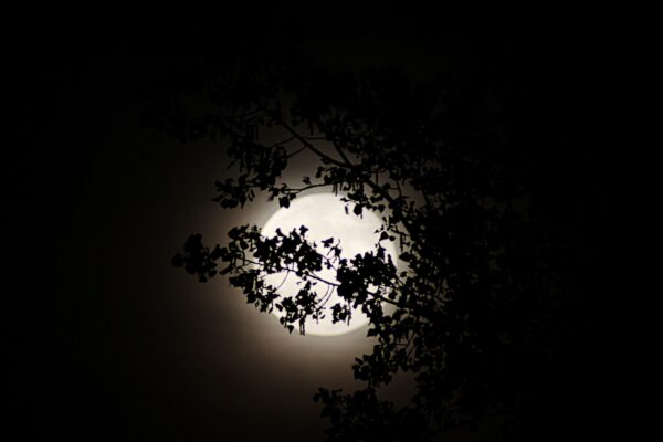 moon shining brightly silhouetting tree leaves