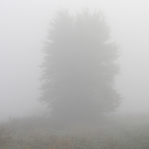 thick fog surrounds one lone tree